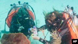 Los investigadores estuvieron estudiando la vida marina y recogieron muestras de un arrecife de coral.