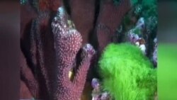 Вирусна закана за коралите