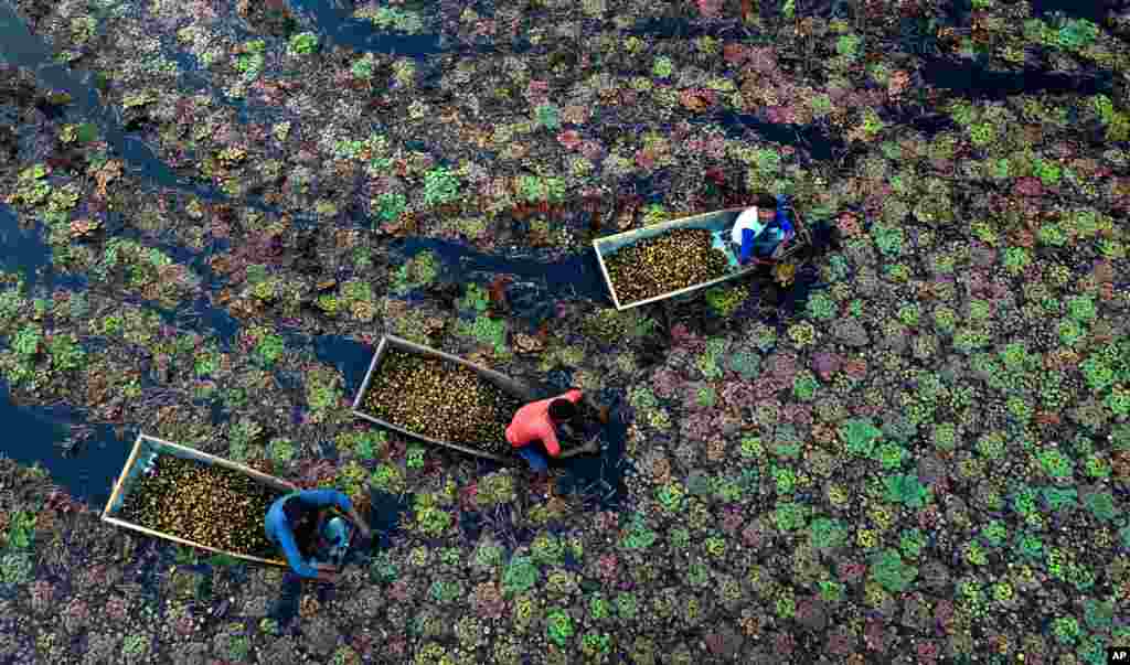 Villagers pluck water chestnuts from a pond in Kanpur, Uttar Pradesh state, India. Workers earn about about 250 Rupees ($3.50 USD) a day after spending 5-6 hours extracting the aquatic vegetable that grows mostly in stagnant water.