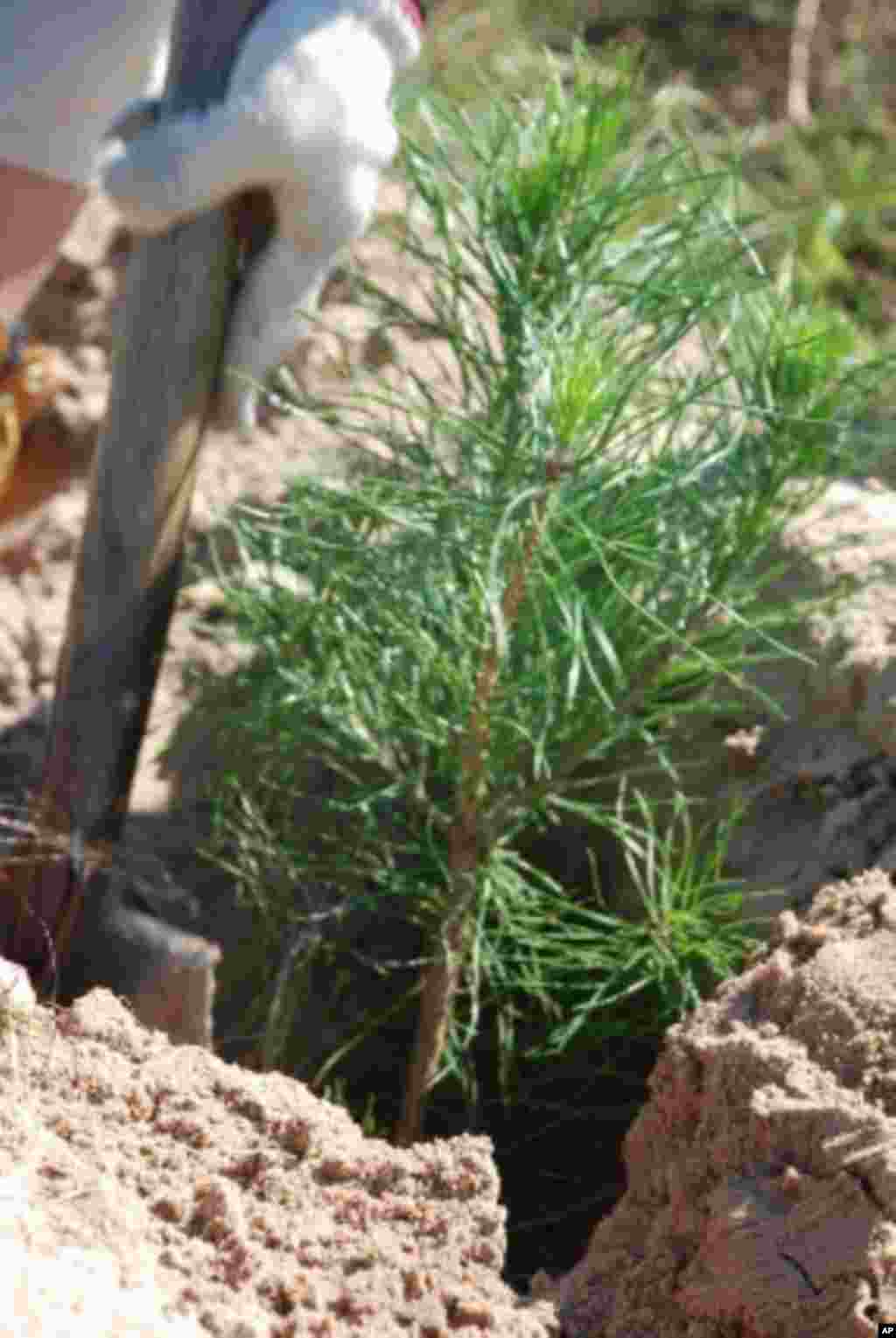 剛種下的一棵松樹苗