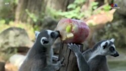 Հռոմի կենդանաբանական այգու բնակիչներին սառեցված մրգեր են հյուրասիրել՝ զովանալու համար