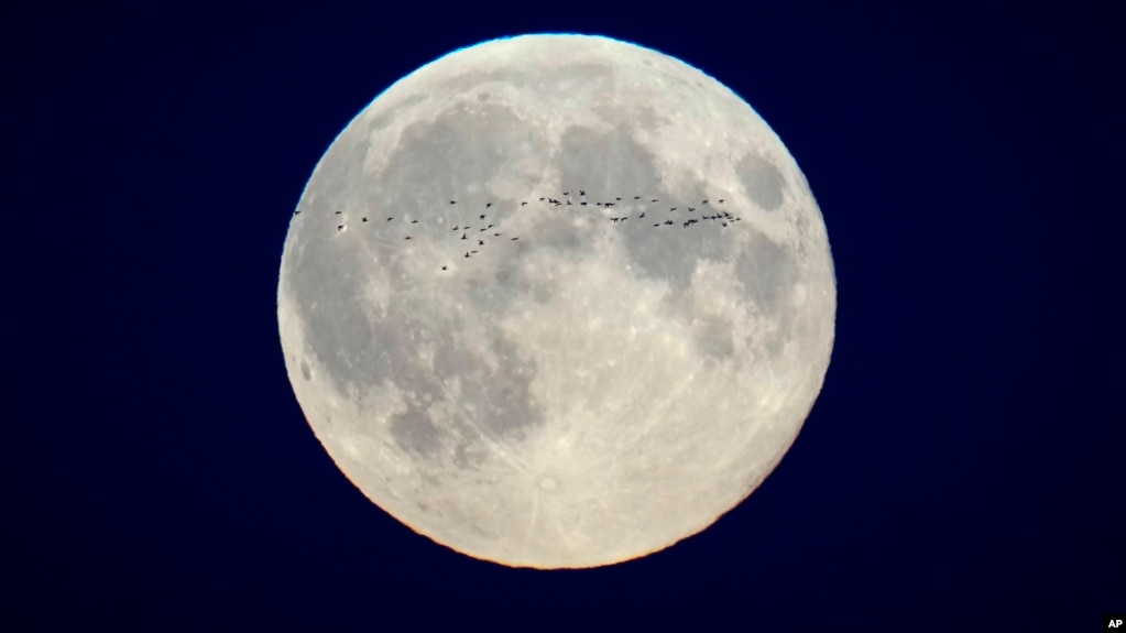 In this file photo, a flock of birds fly in front of the full moon over the city center in Tallinn, Estonia, Oct. 17, 2024. (AP Photo/Sergei Grits, File)