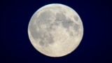 In this file photo, a flock of birds fly in front of the full moon over the city center in Tallinn, Estonia, Oct. 17, 2024. (AP Photo/Sergei Grits, File)