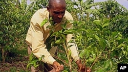 Agricultor de Café 