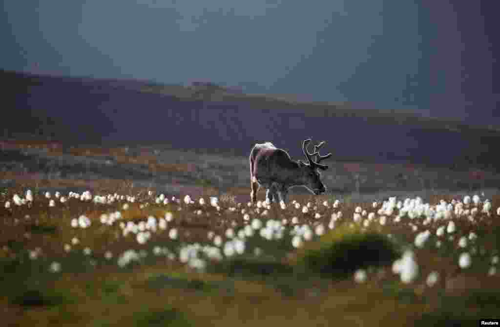 A reindeer grazes on land in the town of Longyearbyen in Svalbard, Norway.
