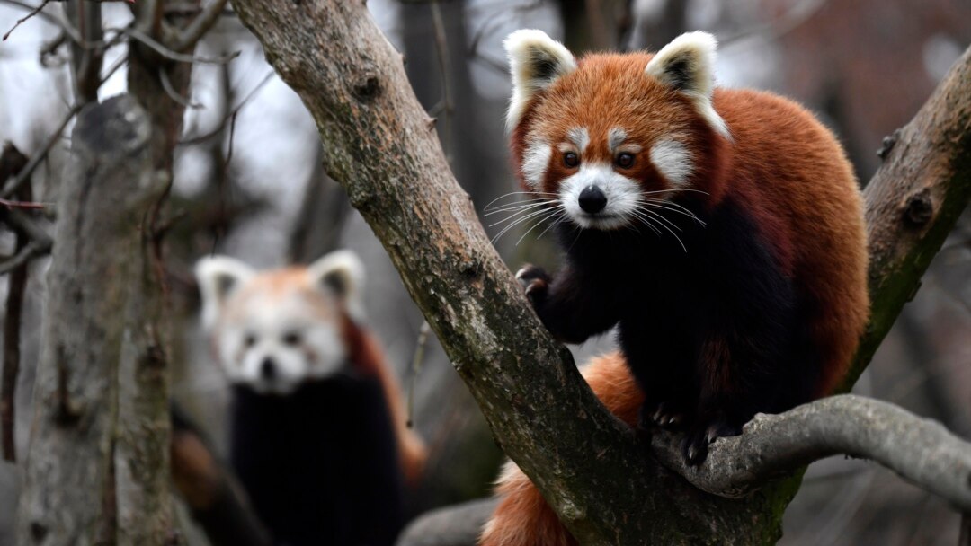 Study: Red Panda Is Actually Two Different Species