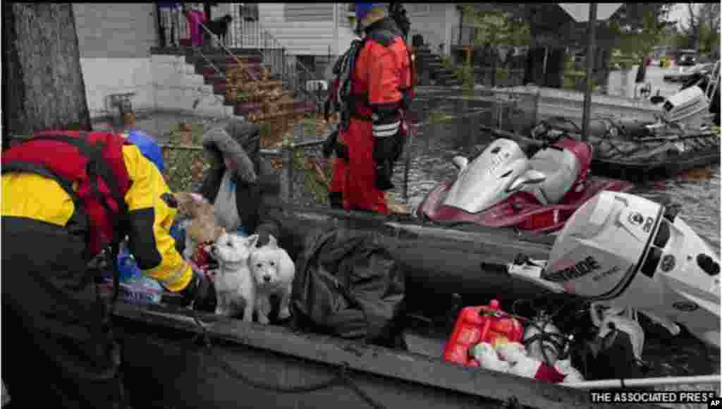 سینڈی کے متاثرین میں پالتو جانور بھی شامل ہیں