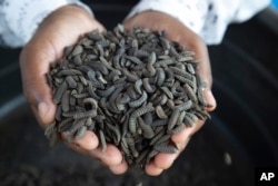 A worker holds maggots at a breeding center in Chinhoyi, Zimbabwe, on Oct. 19, 2024.