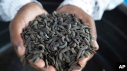 A worker holds maggots at a breeding center in Chinhoyi, Zimbabwe, on Oct. 19, 2024.