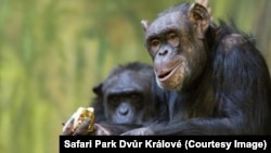 Chimpanzees at Safari Park Dvůr Králové in Dvůr Králové nad Labem, Czech Republic.