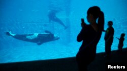 FILE - Visitors get a close-up view of an Orca killer whale during a visit to the animal theme park SeaWorld in San Diego, California, March 19, 2014. 