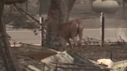 «Ամեն ինչ վերացել է». Տեղահանված կալիֆոռնիացիները անհույս են՝ վերադառնալով Դիքսի անտառային հրդեհից ավերված Գրինվիլ քաղաք