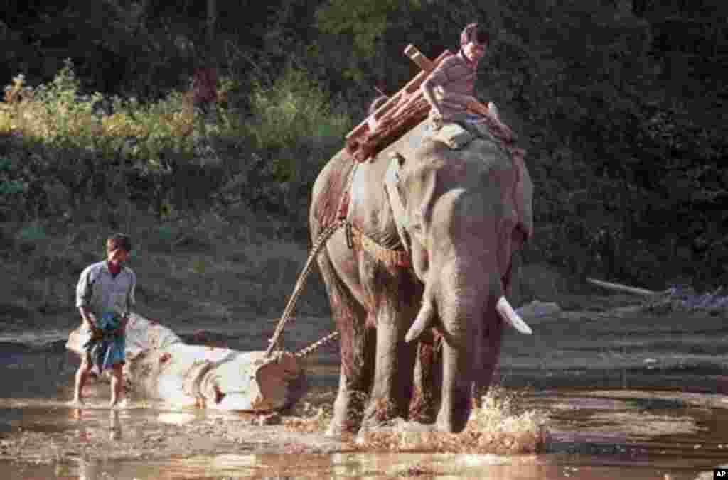 China Myanmar Logging