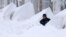 Un hombre trata de abrirse paso en busca de su auto entre la nieve a la puerta de su casa en Boston, luego de la severa nevada que entre viernes y sábado azotó el noreste de EE.UU.