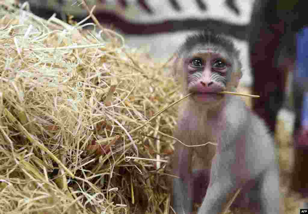 A newborn baby mandrill plays at the zoological park in Amneville, France.