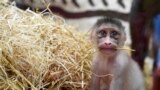 A newborn baby mandrill plays next to its mother at the zoological park in Amneville, eastern France.