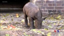 瀕危動物黑犀牛幼崽在柏林動物園首次亮相