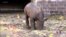 瀕危動物黑犀牛幼崽在柏林動物園首次亮相