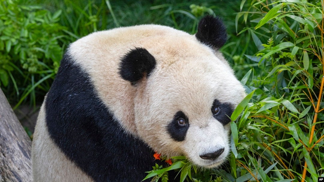 Panda bernama Yun Chuan, telah tiba di kebun binatang San Diego, pada 3 Juli 2024. (Foto: Ken Bohn/San Diego Zoo Wildlife Alliance via AP)