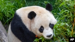 Panda bernama Yun Chuan, telah tiba di kebun binatang San Diego, pada 3 Juli 2024. (Foto: Ken Bohn/San Diego Zoo Wildlife Alliance via AP)