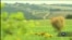 Американська конгресвумен допоможе українським селянкам. Відео