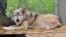 File photo: A timber wolf named Comet is seen at the Timber Wolf Preservation Society in Greendale, Wis. A coalition of animal rights groups planned to file a lawsuit to stop Wisconsin's fall wolf hunt. 