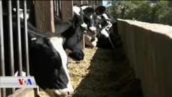 بەرنامەی کورد کونێکشن 09ی دەی 2020