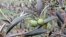 This arbequina tree is producing a good crop of olives.