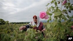 Flowers, trees and other plant life may help women live longer. 