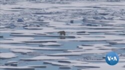 On World Polar Bear Day Climatologists Sound the Alarm