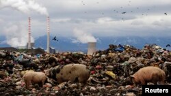 FILE - Pigs feed on a waste dumped near the cooling towers of a coal power plant near the southern town of Bitola, 200 km (124 miles) from the capital Skopje, in Macedonia, Dec. 10, 2009.