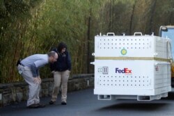 Workers look at a FedEx's crate where Bei Bei, the giant panda, has been placed before his departure to China, at the Smithsonian's National Zoo, in Washington, Nov. 19, 2019.