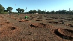 Morocco’s Government Partners with Civil Society Groups to Reforest the Land