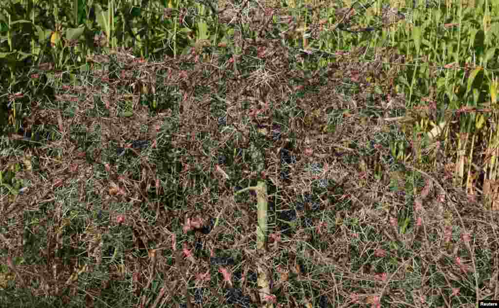 A swarm of locusts is seen in a sorghum farm in Jawaha village near Kamise town Amhara region, Ethiopia.