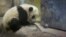 Bao Bao, de casi cinco mese de edad, prefiere realizar sus actividades temprano por lo que recomiendan a los visitantes llegar durante las primeras horas de la mañana. Al mediodía la bebé panda suele tomar una siesta.
