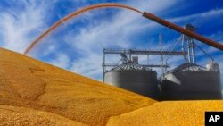 FILE - Central Illinois farmers deposit harvested corn on the ground outside a full grain elevator in Virginia, Ill., Sept. 23, 2015.