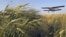 An airplane treats winter wheat crops with chemicals to kill destructive insects in the town of Mozdok in North Ossetia, Russia, June 8, 2011
