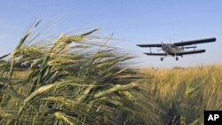 An airplane treats winter wheat crops with chemicals to kill destructive insects in the town of Mozdok in North Ossetia, Russia, June 8, 2011