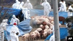 FILE - In 2010, South Korean health officials wearing protective gears prepare to slaughter pigs at a farm where the foot-and-mouth disease was found in Ganghwa Island, South Korea.