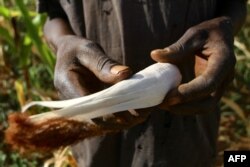 FILE—Edson Kanyemba, a communal farmer and village head of Kanyemba village holds a tiny maize cob harvested from his wilting maize field, which suffered moisture stress at tasseling during a long mid season dry spell, in the Kanyemba village in Rushinga on March 3, 2024.