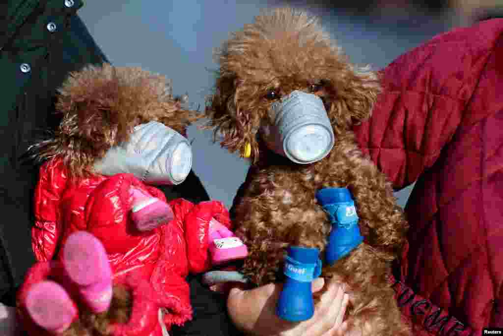 Dogs wearing masks are seen at a main shopping area, in downtown Shanghai, China, as the country is hit by an outbreak of a new coronavirus.