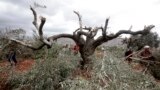 Palestinian farmers look at the destroyed olive trees in the northern West Bank village of Qarut. Around 80 olive trees were cut down overnight in Qarut in an act of vandalism blamed on Jewish settlers, Palestinian officials said.