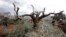 Palestinian farmers look at the destroyed olive trees in the northern West Bank village of Qarut. Around 80 olive trees were cut down overnight in Qarut in an act of vandalism blamed on Jewish settlers, Palestinian officials said.