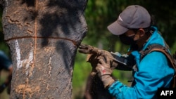 An employee works during the cork harvest in a farm in Coruche, central Portugal, on July 23, 2024.