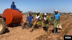 Workers plant tobacco in Mazowe district, September 5, 2020.(VOA/Columbus Mavhunga)