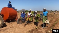 Workers plant tobacco in Mazowe district, September 5, 2020.(VOA/Columbus Mavhunga)