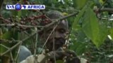 Muri Ethiopia Abahinzi b’Ikawa Bafite Impungenge z’Ibiciro Byagabanutse