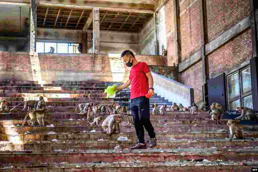 لوپبوری میں ایک سنیما کی پرانی عمارت پر بندروں کا قبضہ ہے جسے انہوں نے اپنا ہیڈ کوارٹر اور قبرستان بنایا ہوا ہے۔ مر جانے والے بندروں کو ان کے ساتھی سنیما کے پروجیکشن روم میں چھوڑ دیتے ہیں۔ اگر اس عمارت میں کوئی انسان داخل ہونے کی کوشش کرے تو بندر اس پر حملہ کرتے ہیں۔