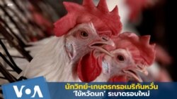 นักวิทย์-เกษตรกรอเมริกันหวั่น ‘ไข้หวัดนก’ ระบาดรอบใหม่