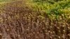 گل‌های آفتابگردان در مزرعه‌ای در آلمان بر اثر خشکسالی طولانی مدت پژمرده و خشک شده‌اند (۲۷ مرداد ۱۴۰۱)